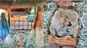 Filhote de cachorro de rua que foi encontrado dormindo em presépio de praça é adotado. (Foto: Arquivo Pessoal/Nádia Rosângella)
