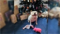 Cadela encontra o seu presente de Natal misturado com outros, o abre e o esconde dos donos. (Foto: Arquivo Pessoal/Kim Hutchinson)