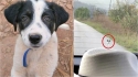 Cachorrinho abandonado em estrada corre atrás de carro pedindo uma segunda chance. (Foto: Reprodução Youtube/The Orphan Pet)
