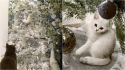 Gata branca se camufla em árvore de Natal da mesma cor. (Foto: Caters News Agency)