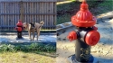 Casal instala hidrante em seu quintal para que seus cães urinem apenas no espaço reservado. (Foto: Facebook/Tara Maclnnes)