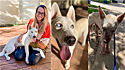 Mulher que ajudou a resgatar mais de 200 cães usa Instagram para divulgar casos e encontrar lares permanentes. (Foto: Instagram/caitiesfosterfam)