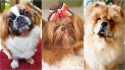 Raças de cães que surgiram na China. (Foto: Instagram/duque_pequines | Instagram/comamor.amorashitzu | Instagram/chowchow_thesimba) 