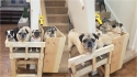 Casal constrói cadeira elevatória na escada de casa para o conforto e a segurança dos seus cães idosos. (Foto: Reprodução/Mercury Press & Media Ltd)