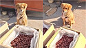 Cachorro é visto cuidando sozinho dos produtos em feira na China enquanto o dono está ausente. (Foto: Douyin/OURAN)