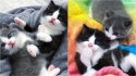Irmãos gatinhos que foram abandonados pela mãe são resgatados, adotados e permanecem unidos. (Foto: Instagram/tinybutmightykittenrescue) 