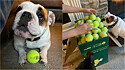 Buldogue ignora encomenda de 350 bolas de tênis e prefere brincar com a caixa. (Foto: Arquivo Pessoal/Katie Swartout)