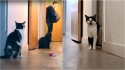 Dono sai para trabalhar e deixa câmera gravando para ver como o seu gato se comporta e se comove com reação do felino. (Foto: Reprodução Youtube/Sho Ko)