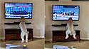 Cadela viraliza ao vibrar entusiasmada assistindo corrida de cavalo. (Foto: Reprodução Youtube/Madison Coates)