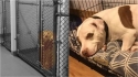 Último cachorro a ser adotado em abrigo abre sorriso ao descobrir que terá um lar. (Foto: Facebook/Ionia County Animal Shelter)