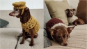 Homem acolhe cão idoso e decide tricotar roupinhas para ele não passar frio no inverno. (Foto: Arquivo Pessoal/Nick Greatens)