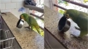 Vídeo de papagaio indignado fazendo ‘panelaço’ viraliza e faz o maior sucesso.