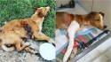 Cão de rua que foi atropelado e ficou agonizando por dois dias é resgatado e passa por cirurgia.