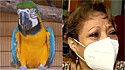 Família pode perder a guarda de papagaio arara que vive com eles há 10 anos depois de denúncia.