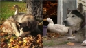Pato e husky siberiano contrariam expectativas e são melhores amigos há anos.