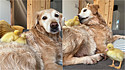 Cão golden retriever se torna o melhor pai ao adotar duas patinhas recém-nascidas.