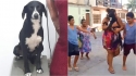 Mulher faz apelo aos internautas para ajudarem a encontrar o seu cachorro.