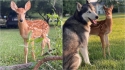 Cervo selvagem resgatado em estrada vira melhor amigo de dois cães huskies siberianos.