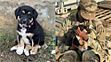 Soldado americana adota filhote de cachorro durante missão em outro país e agora pede ajuda para trazê-la aos Estados Unidos