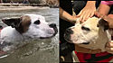 Cachorro herói entra em rio e salva a vida de criança que estava se afogando.