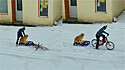 Menino puxa seu cachorro em um trenó com sua bicicleta em vídeo adorável.