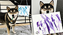 Talentoso cão shiba inu tem a sua própria renda com a venda das suas pinturas.