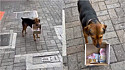 Cachorro ajuda dono a arrecadar dinheiro segurando caixinha com doações.