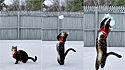 Gato ‘ninja’ conhece a neve pela 1ª vez e demonstra ser um ótimo goleiro