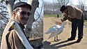 Após salvar cisne ferido, homem completa 37 anos de amizade com ave.