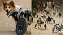 Cães paraplégicos de abrigo vivenciam emocionante experiência com cadeira de rodas.