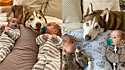 Husky siberiano é apaixonada por gêmeos desde o ventre da sua dona.