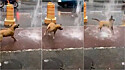 Cão vira-lata caramelo se diverte ao brincar na chuva no Rio de Janeiro.
