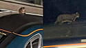 O felino foi encontrado no dia 2 de março na estação Euston de Londres, Inglaterra.