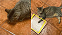 A gata Olivia e seu azulejo especial onde brota comida. 