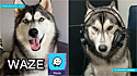 Cachorro famoso no TikTok e Instagram ganha voz de orientação automobilística no aplicativo de navegação por GPS, Waze.
