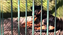 Rottweiler é visto ocupando uma cela de um lobo na China.