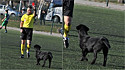 O cachorrinho preto invade partida de futebol e depois da quarta interrupção ganha cartão vermelho do árbitro. 