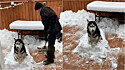 Husky siberiano apaixonado por neve impede que dono limpe-a do pátio.