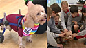 Um poodle toy com passado sofrido se torna cão de terapia em escola infantil.