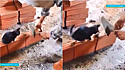 O gato acompanha o trabalho do pedreiro e o ajuda a assentar os tijolos.