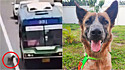Cão desaparecido é resgatado por motorista de ônibus em rodovia de Bangkok, Tailândia.