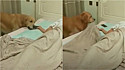 Em vídeo fofo cão da raça golden retriever aparece cobrindo o dono, tirando o celular da sua mão e apagando a luz.