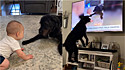 Vídeo de cão se divertindo com bebê vira notícia e a reação do canino ao se ver na TV repercuti na internet.