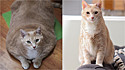 Gato obeso é adotado e perde quase 8kg com ajuda da sua família.