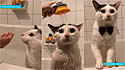 O gatinho Twiniboo é apaixonado por banhos e se comporta de maneira exemplar. 