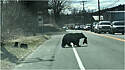 Mamãe ursa interrompe movimentada rodovia em Winsted, Connecticut, Estados Unidos, para poder atravessar seus filhotes com segurança.