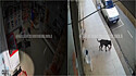 Cão é flagrado roubando pacote de pão em Marilândia, Espirito Santo.