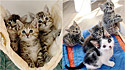 Trio de gatinhos resgatados faz amizade com felino solitário em Carolina do Norte, Estados Unidos.