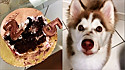 Husky siberiano destrói bolo de festa de aniversário.