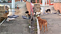 Cachorros aguardam dono catador de recicláveis internado em Santa Catarina.